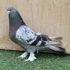حمام تركي