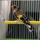 فحل حسون سوري((تم البيع))