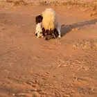للبيع شاه نعيميه خلفه تحتها رخال 2