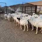 غنم دفيع للبيع بفحلها
