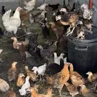 دجاج وسمان وبط للبيع