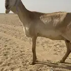 نعجه درمانيه