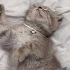 قطه للبيع