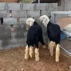 نجد طيبه