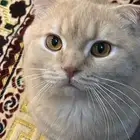 ذكر سكوتش للتزاوج