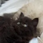 قطط للبيع