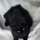 قطوه للتبني