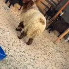 خروف نعيمي