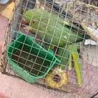 ببغاء دره للبيع