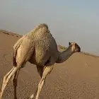 مواشي