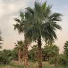 نخل واشنطن الطول من 3متر اللئ 4 متر التواصل واتس