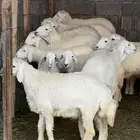 ذبائح حري جبره ووسط وصغار وسواكنيات وتيوس