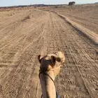 جمل طابع شرط شداد لا يجي غير الصامل