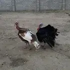 ذكور رومي