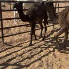 للبيع بكريتين حيران تحت أمهاتها وفيها زند