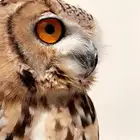 بومة أليف