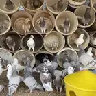 حمام مشكل