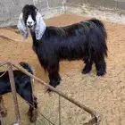 للبيع عنز متاومه
