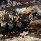دجاج صيصان فراريج