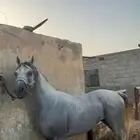 حصان