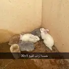 أرانب خمس حبات للبيع مستعجل في بيعة مستعجلة