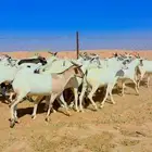 ذبايح تيوس مغلقه