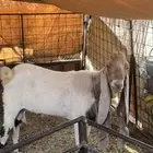 تيس هولندي منتج