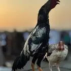 ديك سندي