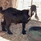 تيوس طيبه اعمارهم 6 شهور شرط مقفله شحم