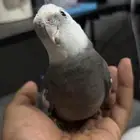 طير