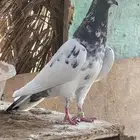 تيدي
