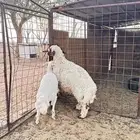 بهم