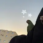 ببغاء دره هندي أليف