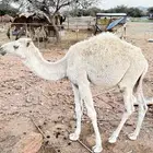 قعدان للبيع