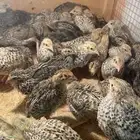 القصيم الاسياح