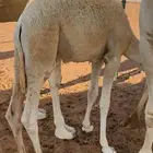 حوار حليب