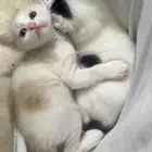 قطط