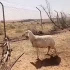 حرية حيل