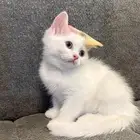 قطط سكوتس ستريت