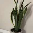 نبته جلد النمر