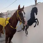 مستلزمات خيل
