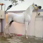 حصان واهو لهواة الركوب والنسب