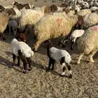 للبيع غنم نعيم مطافيل