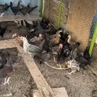 دجاج