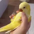 ببغاء الكويكر اليف