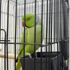 ببغاء دره متكلم اليف العمر سنه