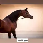 مهر فاخر