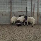 خرفان نعيم