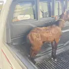 تيس مرعى