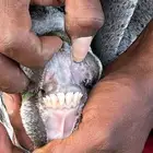 للبيع تيوس طيبات
